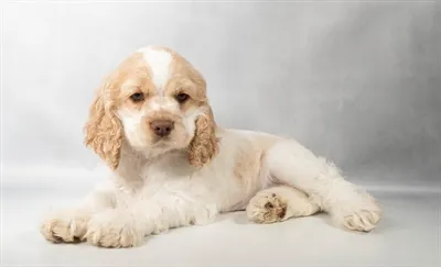 Female Cocker Spaniel puppy for sale at Shake A Paw Green Brook.