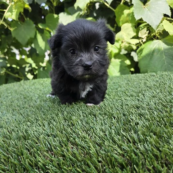 Female Havanese puppy for sale at Shake A Paw Union.