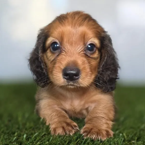 Male Dachshund puppy for sale at Shake A Paw Union.