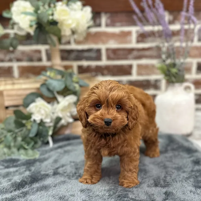 Male Mini Labradoodle 2Nd Gen puppy for sale at Shake A Paw Union.
