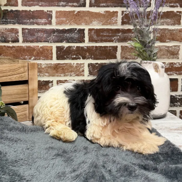 Female Havanese puppy for sale at Shake A Paw Union.