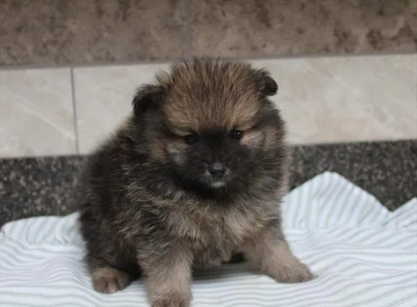 Male Pomeranian puppy for sale at Shake A Paw Union.