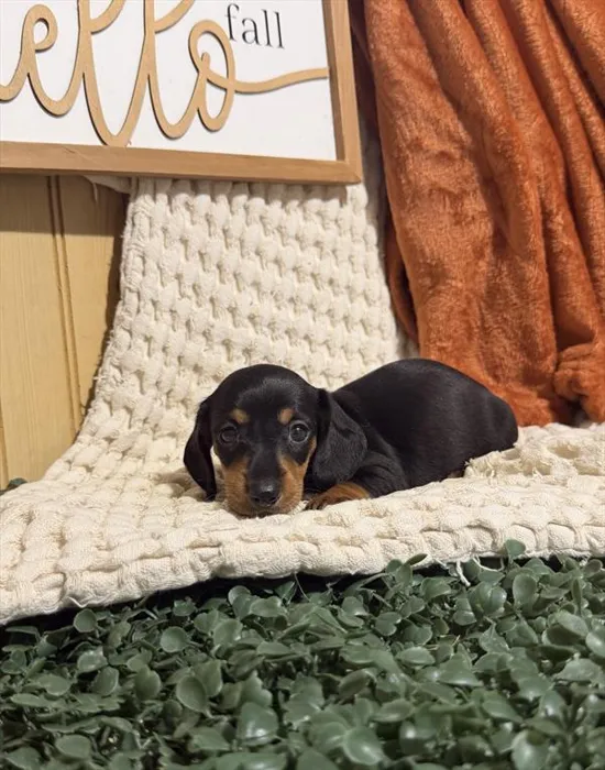 Female Dachshund puppy for sale at Shake A Paw Union.