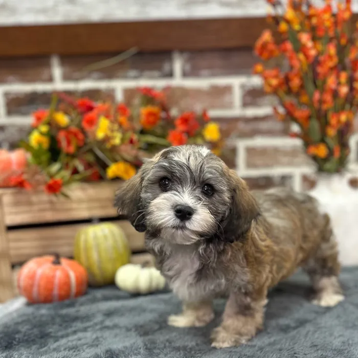 Male Havanese puppy for sale at Shake A Paw Union.