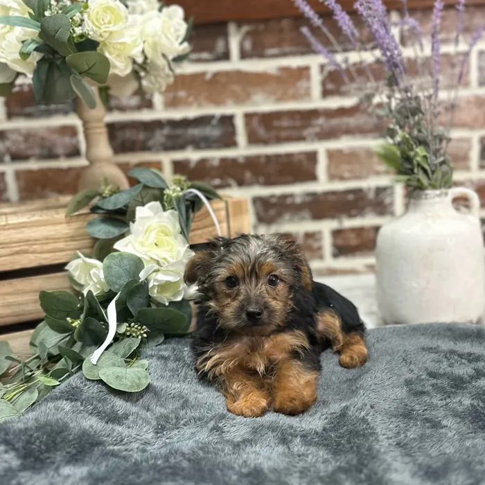 Female Yorkshire Terrier puppy for sale at Shake A Paw Union.
