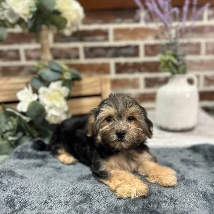 Female Maltese / Yorkie puppy for sale at Shake A Paw Union.