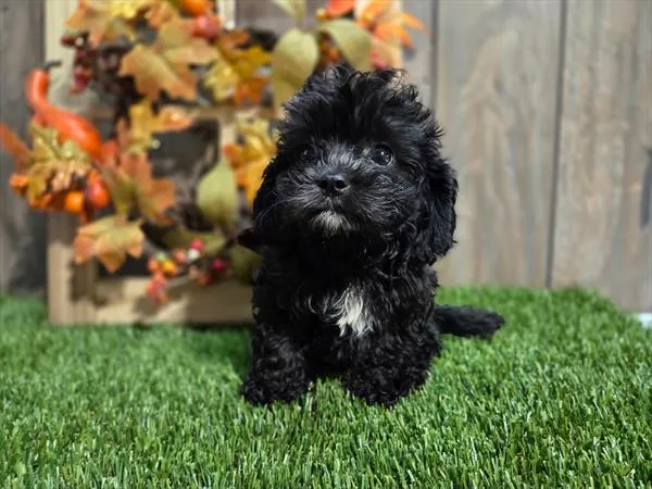Male Cavapoo puppy for sale at Shake A Paw Union.