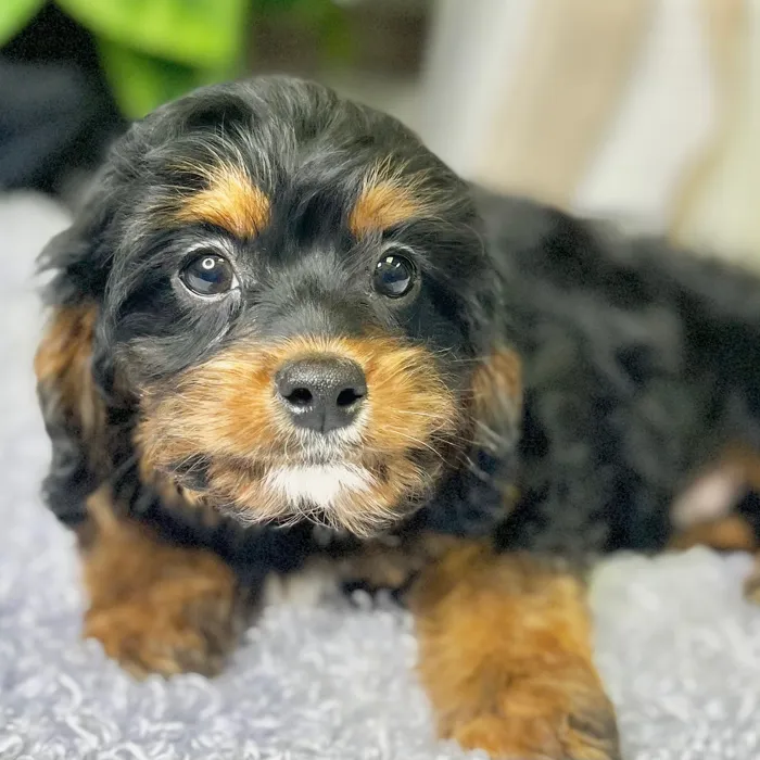 Male Cavapoo puppy for sale at Shake A Paw Green Brook.