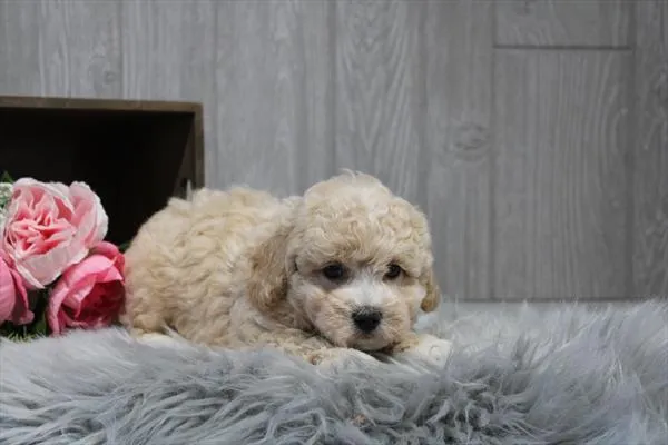 Male Bichon / Poodle puppy for sale at Shake A Paw Green Brook.
