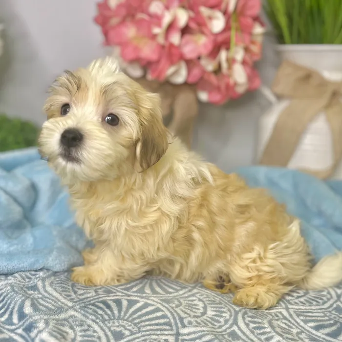 Male Havanese puppy for sale at Shake A Paw Green Brook.