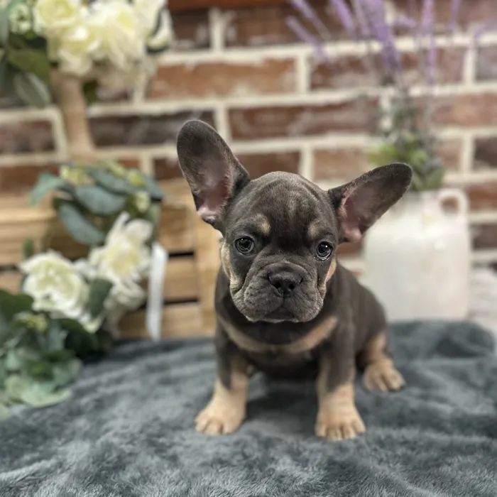 Male French Bulldog puppy for sale at Shake A Paw Union.