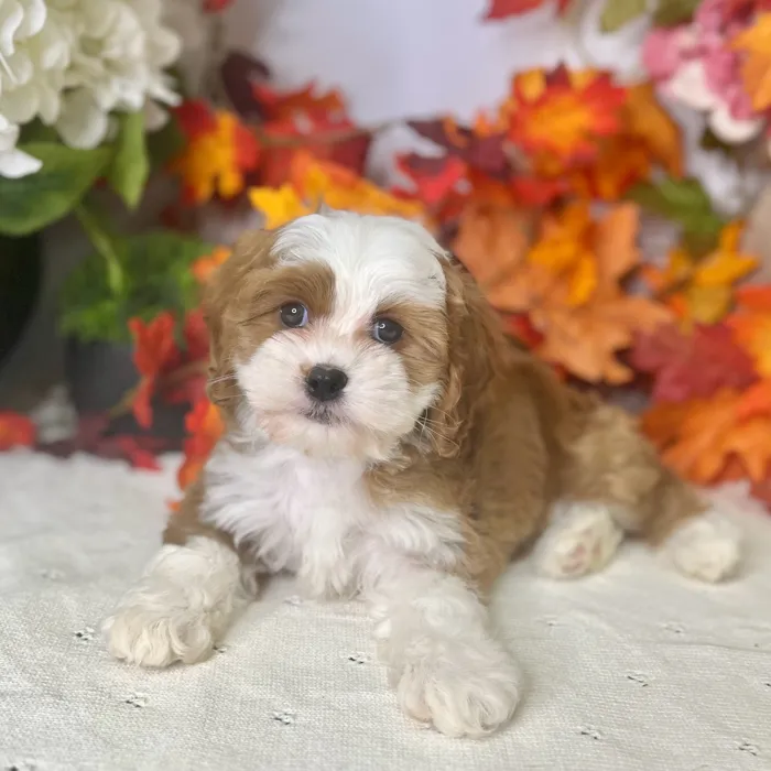 Female Cavapoo puppy for sale at Shake A Paw Green Brook.