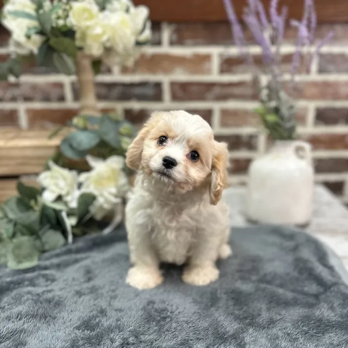 Female Cavachon puppy for sale at Shake A Paw Union.
