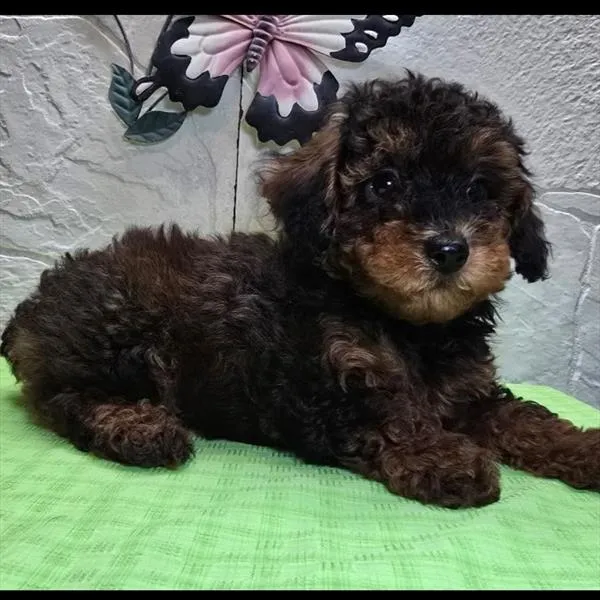 Male Poodle puppy for sale at Shake A Paw Union.