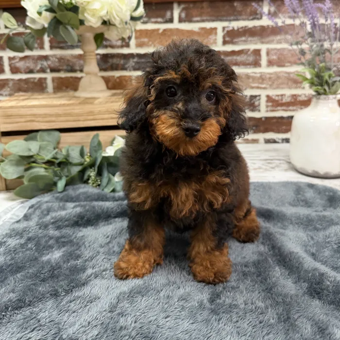 Male Poodle puppy for sale at Shake A Paw Union.