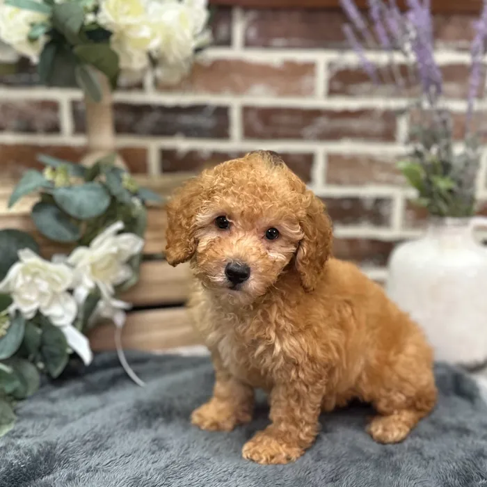 Male Poodle puppy for sale at Shake A Paw Union.