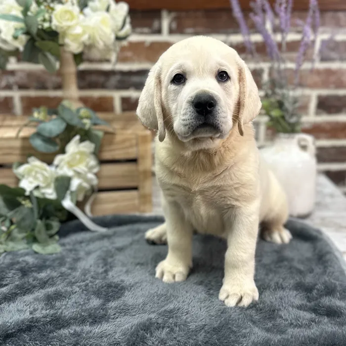 Male Labrador Retriever puppy for sale at Shake A Paw Union.