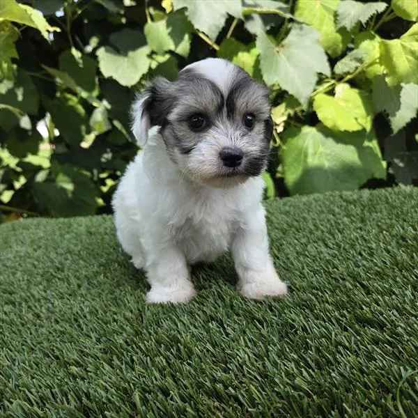 Female Havanese puppy for sale at Shake A Paw Union.
