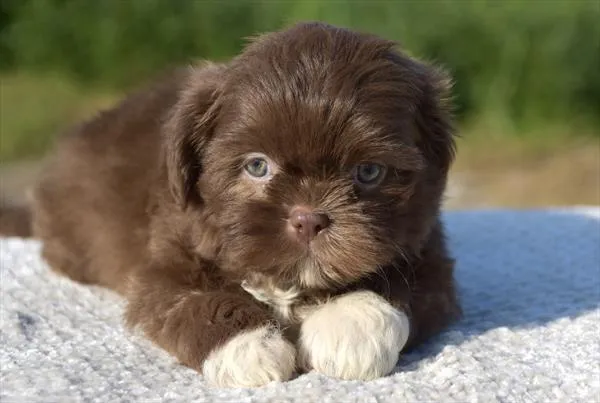 Male Shih Tzu puppy for sale at Shake A Paw Green Brook.