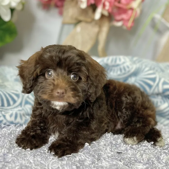 Female Schnoodle puppy for sale at Shake A Paw Green Brook.