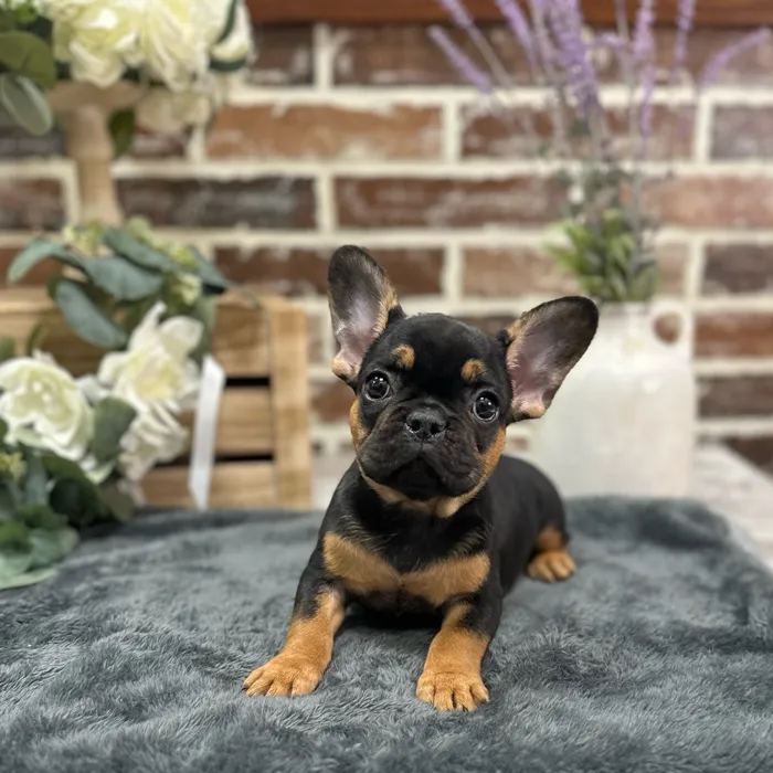 Female French Bulldog puppy for sale at Shake A Paw Union.