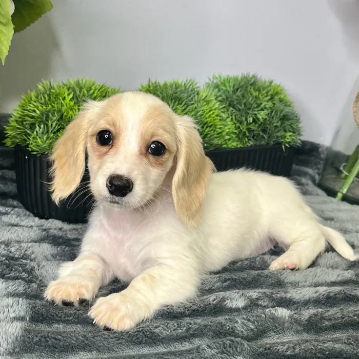 Female Dachshund puppy for sale at Shake A Paw Green Brook.