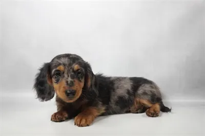 Female Dachshund puppy for sale at Shake A Paw Green Brook.