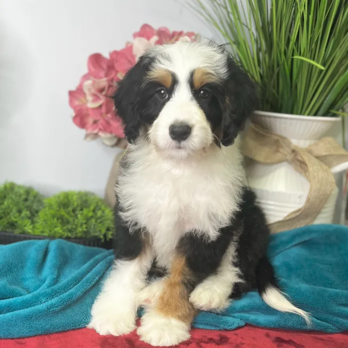 Male Mini Bernedoodle 2Nd Gen puppy for sale at Shake A Paw Green Brook.