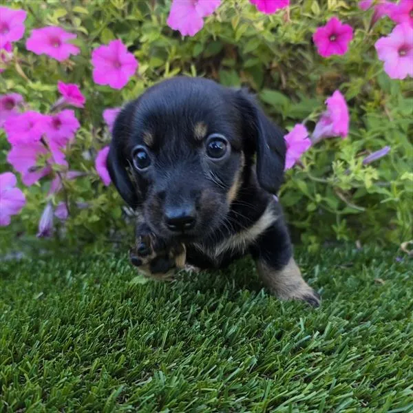 Female Dachshund puppy for sale at Shake A Paw Union.