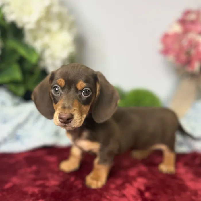 Male Dachshund puppy for sale at Shake A Paw Green Brook.