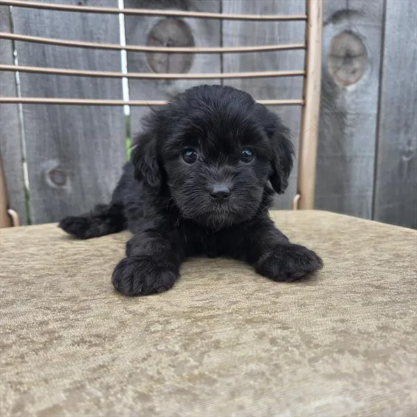 Female Cavapoo puppy for sale at Shake A Paw Green Brook.