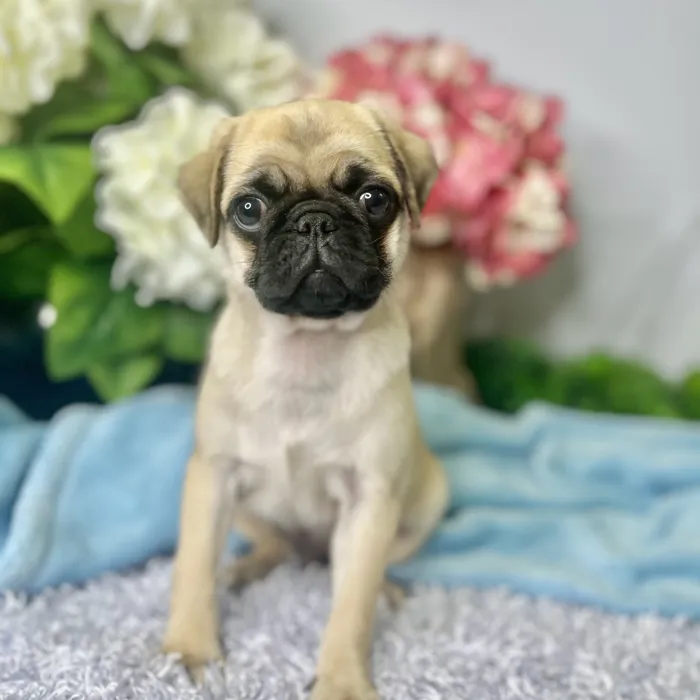 Male Pug puppy for sale at Shake A Paw Green Brook.
