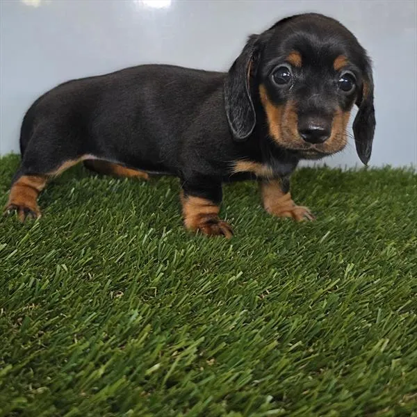 Female Dachshund puppy for sale at Shake A Paw Union.