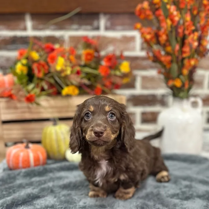 Male Dachshund puppy for sale at Shake A Paw Union.