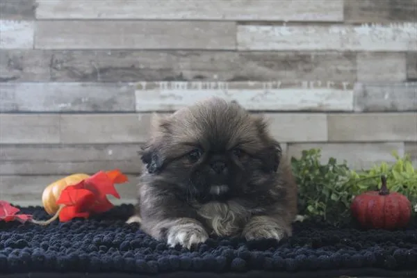 Female Pekingese puppy for sale at Shake A Paw Union.