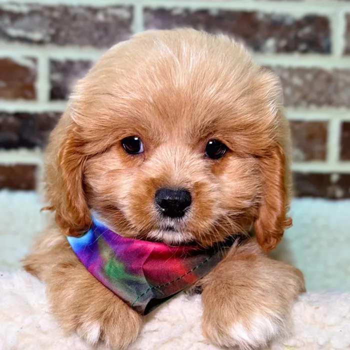 Male Pekingese / Poodle puppy for sale at Shake A Paw Union.