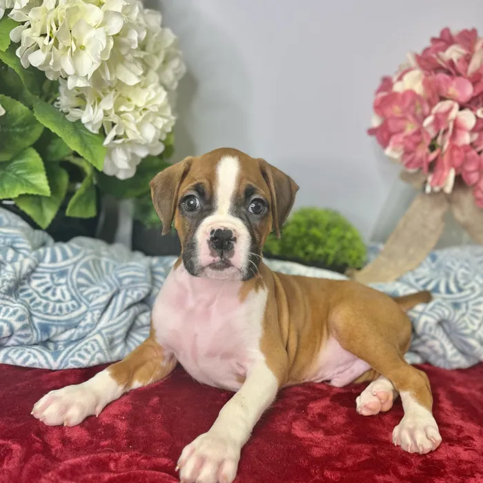 Male Boxer puppy for sale at Shake A Paw Green Brook.