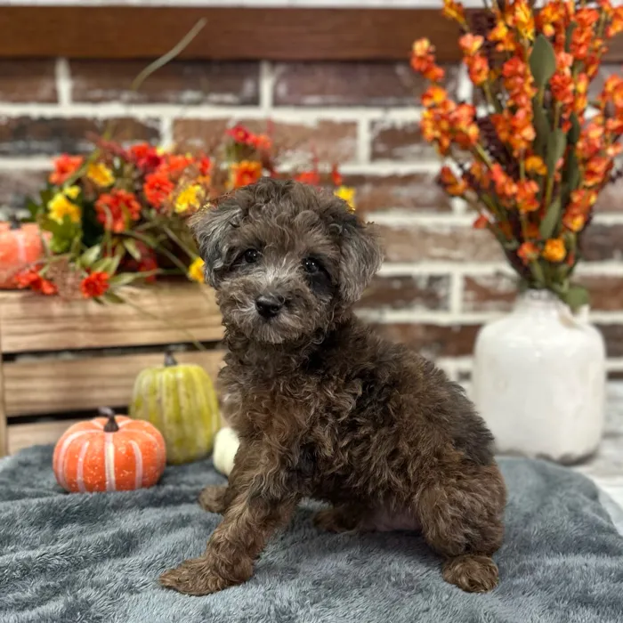 Male Poodle puppy for sale at Shake A Paw Union.