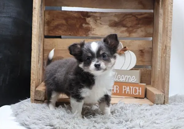Male Chihuahua puppy for sale at Shake A Paw Green Brook.