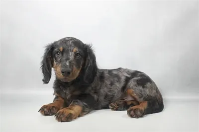 Male Dachshund puppy for sale at Shake A Paw Green Brook.