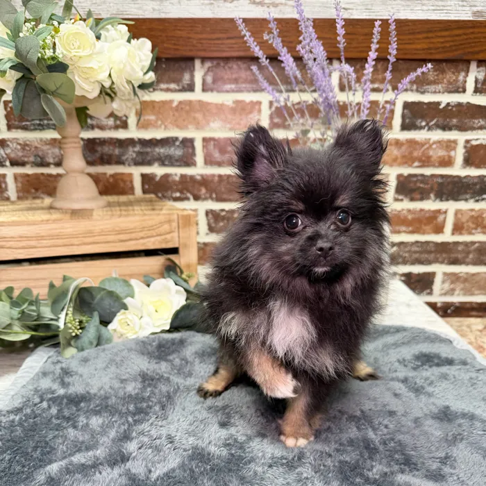 Male Pomeranian puppy for sale at Shake A Paw Union.