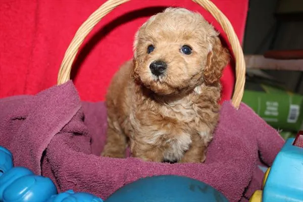 Male Maltipoo puppy for sale at Shake A Paw Union.