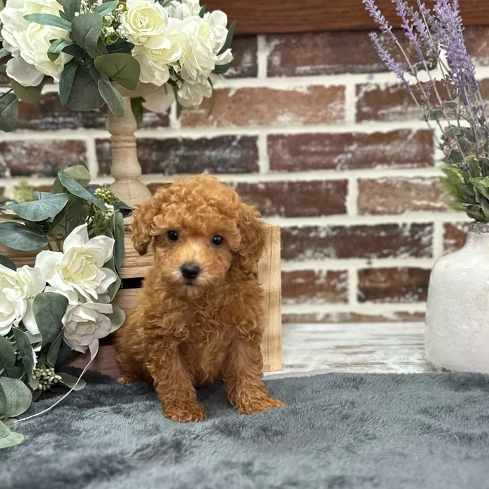 Male Poodle puppy for sale at Shake A Paw Union.