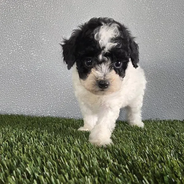 Female Poodle puppy for sale at Shake A Paw Union.