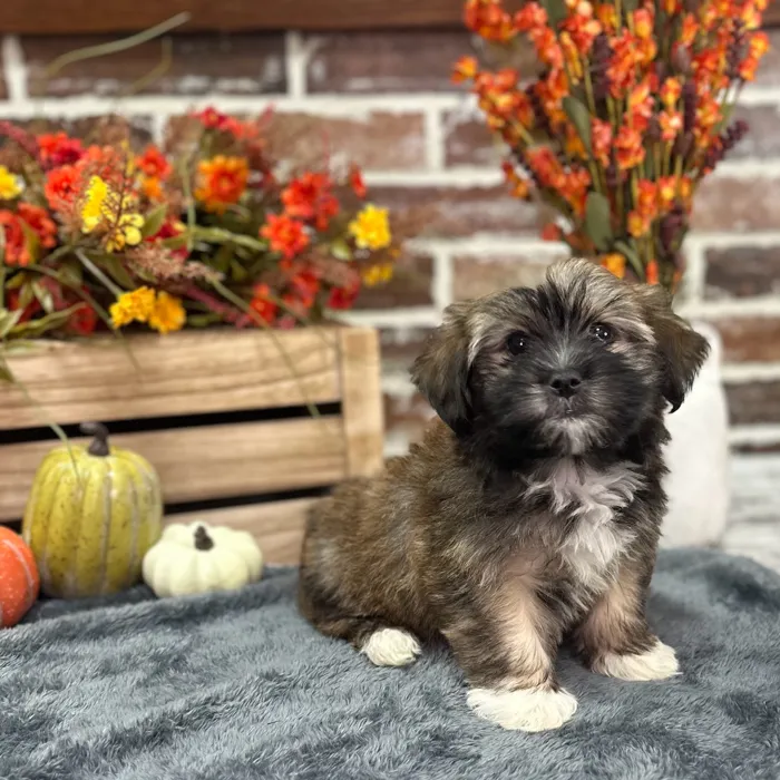 Female Havanese puppy for sale at Shake A Paw Union.