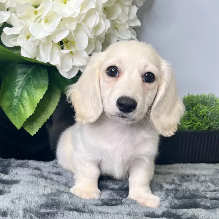 Male Dachshund puppy for sale at Shake A Paw Green Brook.