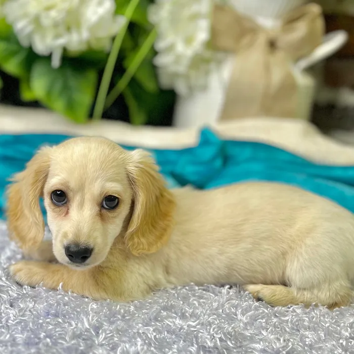 Male Dachshund puppy for sale at Shake A Paw Green Brook.