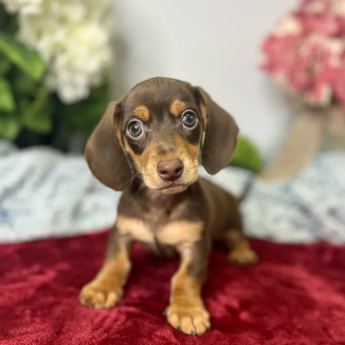 Male Dachshund puppy for sale at Shake A Paw Green Brook.
