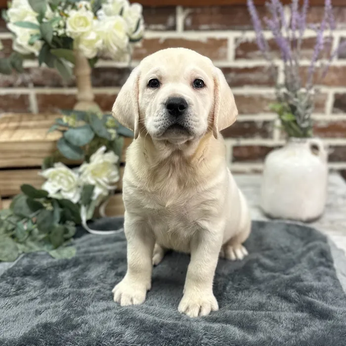 Male Labrador Retriever puppy for sale at Shake A Paw Union.