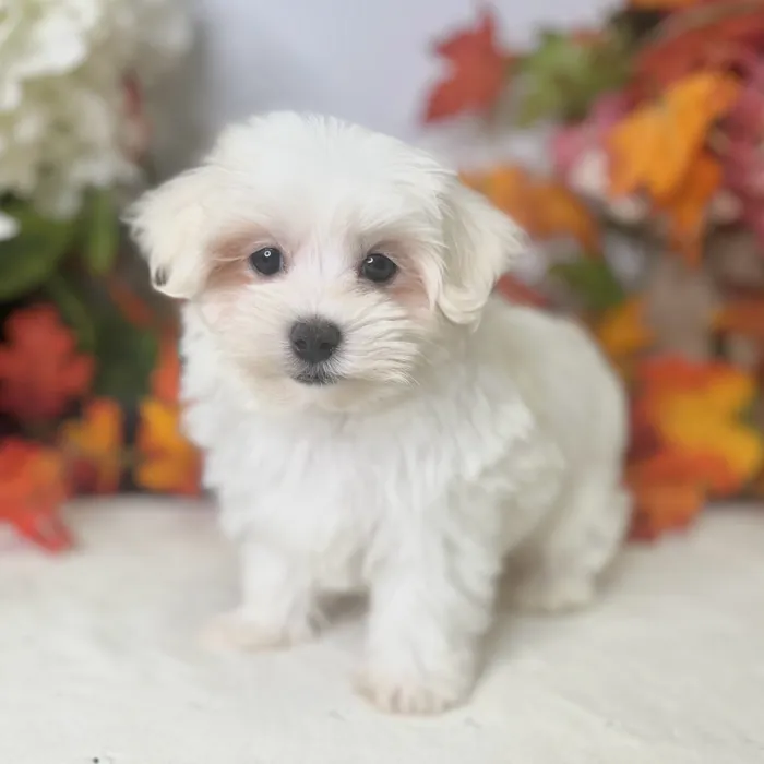 Male Maltese puppy for sale at Shake A Paw Green Brook.
